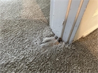  Ed Carpet Repair