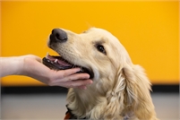 Positive Changes Dog Training Positive Changes Dog  Training